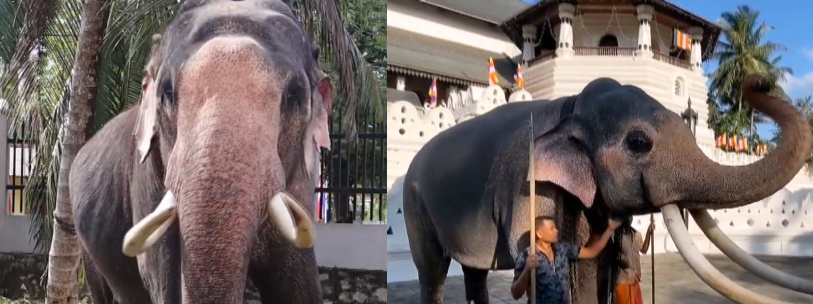 Committee to Probe Gifted Thai Tuskers